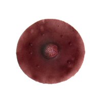 Dark-Colored Nipples, Size: 1.5" Diameter